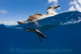 Image result for Puffinus gravis