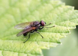 Attēlu rezultāti vaicājumam “Brachycera”