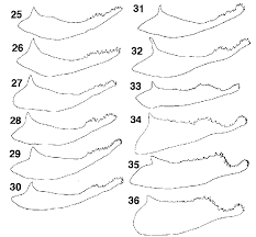 Attēlu rezultāti vaicājumam “Erebia ligea underside”
