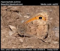 Attēlu rezultāti vaicājumam “Hyponephele lycaon”