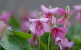 Image result for Veilchen