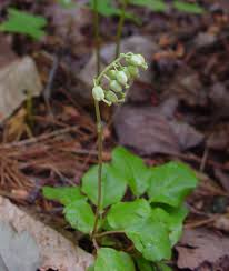 Attēlu rezultāti vaicājumam “Orthilia secunda fruit”