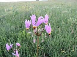 Attēlu rezultāti vaicājumam “Primulaceae”