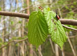 Attēlu rezultāti vaicājumam “Phalonidea permixtana”