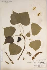 Attēlu rezultāti vaicājumam “Populus nigra”