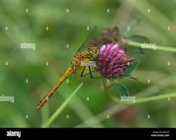 Attēlu rezultāti vaicājumam “Sympetrum sanguineum female”