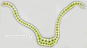 Attēlu rezultāti vaicājumam “Racomitrium heterostichum”