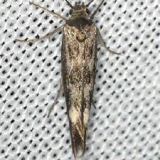 Attēlu rezultāti vaicājumam “Scythris limbella”