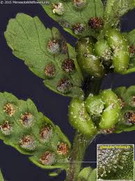 Attēlu rezultāti vaicājumam “Pohlia bulbifera”