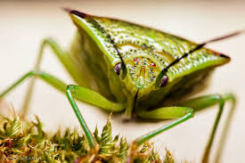 Attēlu rezultāti vaicājumam “Acanthosoma haemorrhoidale imago”