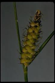 Attēlu rezultāti vaicājumam “Carex lasiocarpa”