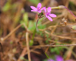 Attēlu rezultāti vaicājumam “Erodium cicutarium flower”