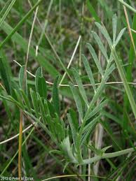 Attēlu rezultāti vaicājumam “Astragalus arenarius leaf”