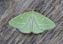 Attēlu rezultāti vaicājumam “Thetidia smaragdaria”