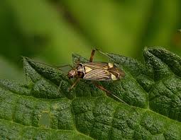 Attēlu rezultāti vaicājumam “Rhabdomiris striatellus imago”