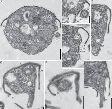 Attēlu rezultāti vaicājumam “Symphytocarpus impexus”