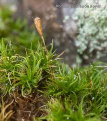 Attēlu rezultāti vaicājumam “Cynodontium strumiferum”