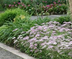 Attēlu rezultāti vaicājumam “Chaerophyllum aromaticum flower”