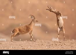 Attēlu rezultāti vaicājumam “Capra juvenile”