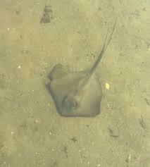 Image result for Hypanus say