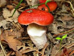 Attēlu rezultāti vaicājumam “Gomphidius roseus”