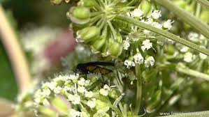 Attēlu rezultāti vaicājumam “Sciara analis”