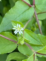 Attēlu rezultāti vaicājumam “Arenaria procera leaf”