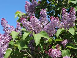 Image result for flieder