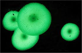 Attēlu rezultāti vaicājumam “Mycena”