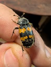 Attēlu rezultāti vaicājumam “Nicrophorus vespillo”