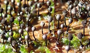 Attēlu rezultāti vaicājumam “Lamproderma columbinum”