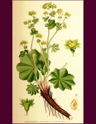 Attēlu rezultāti vaicājumam “Alchemilla subcrenata  flower”