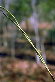 Attēlu rezultāti vaicājumam “Diderma roanense stalked”