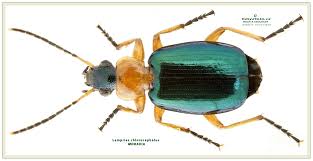 Attēlu rezultāti vaicājumam “Lebia chlorocephala”