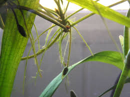 Attēlu rezultāti vaicājumam “Hydrocharis morsus-ranae fruit”