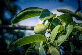 Attēlu rezultāti vaicājumam “Juglans regia fruit”
