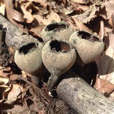 Attēlu rezultāti vaicājumam “Urnula craterium”