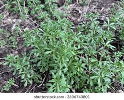 Attēlu rezultāti vaicājumam “Galium aparine leaf”