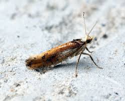 Attēlu rezultāti vaicājumam “Ypsolopha parenthesella”