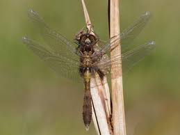 Attēlu rezultāti vaicājumam “Leucorrhinia caudalis male”