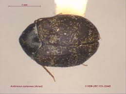 Attēlu rezultāti vaicājumam “Dermestidae”