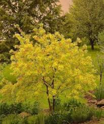 Attēlu rezultāti vaicājumam “Salix daphnoides subsp. acutifolia”