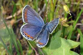 Attēlu rezultāti vaicājumam “Plebejus argyrognomon”