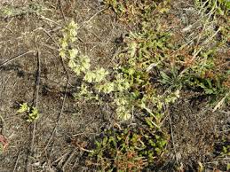 Attēlu rezultāti vaicājumam “Silene borysthenica bud”