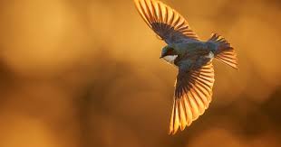 Image result for Bird