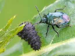 Attēlu rezultāti vaicājumam “Zicrona caerulea”