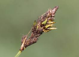 Attēlu rezultāti vaicājumam “Carex disticha”