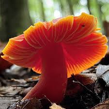 Attēlu rezultāti vaicājumam “Didymium xanthopus macro”