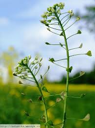 Attēlu rezultāti vaicājumam “Capsella bursa-pastoris leaf”