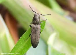 Attēlu rezultāti vaicājumam “Cidnopus aeruginosus”